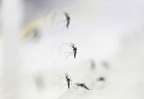 New research centre to aid in battle against dengue, Zika